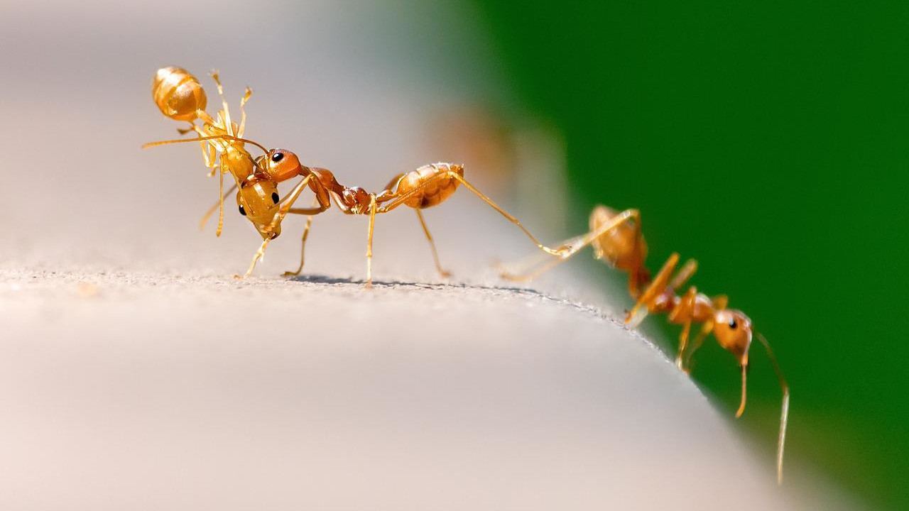 Plujące jadem mrówki